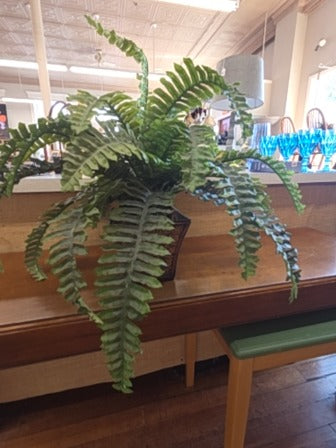 Fern in pot