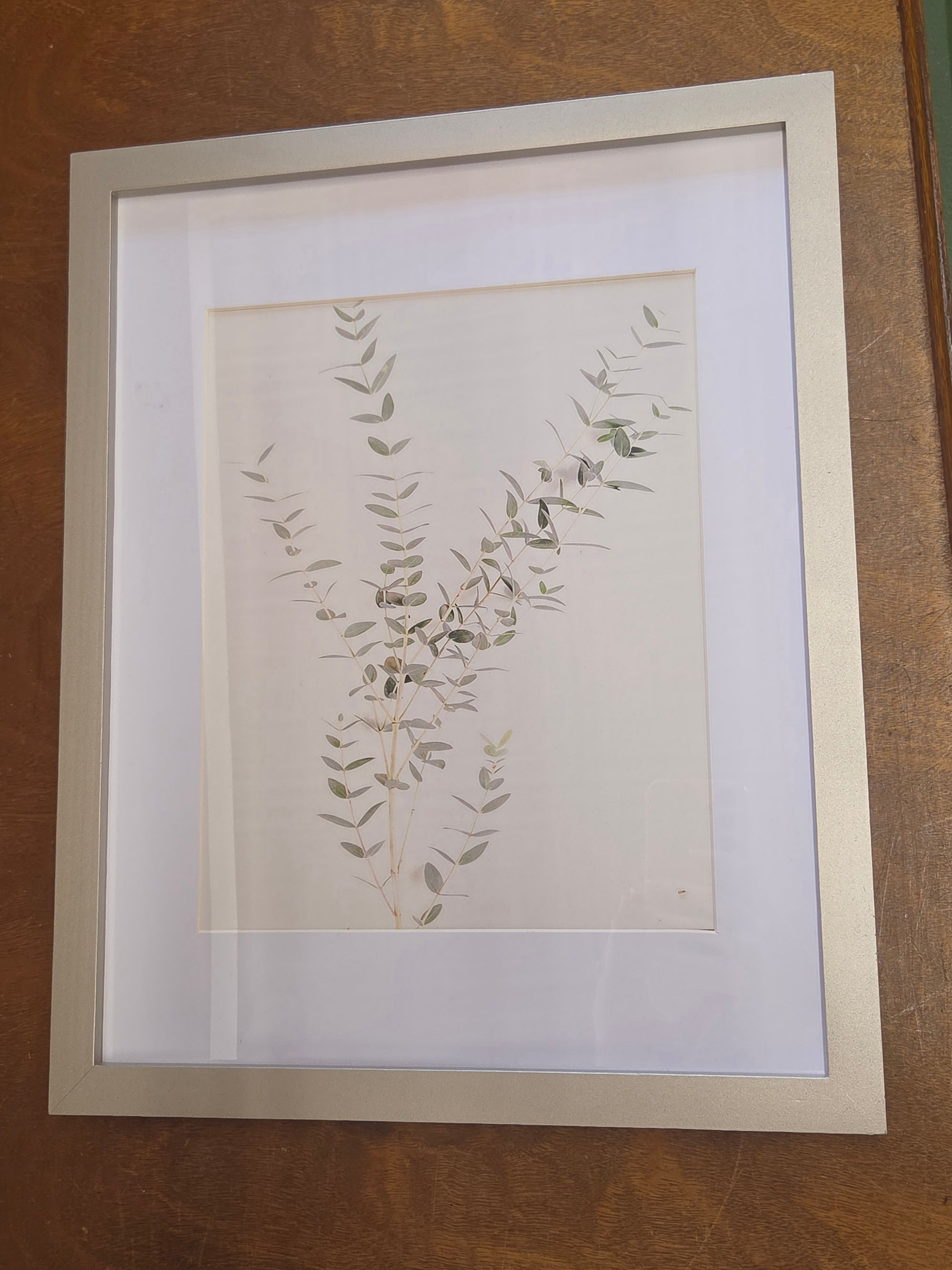 Framed Plant Artwork