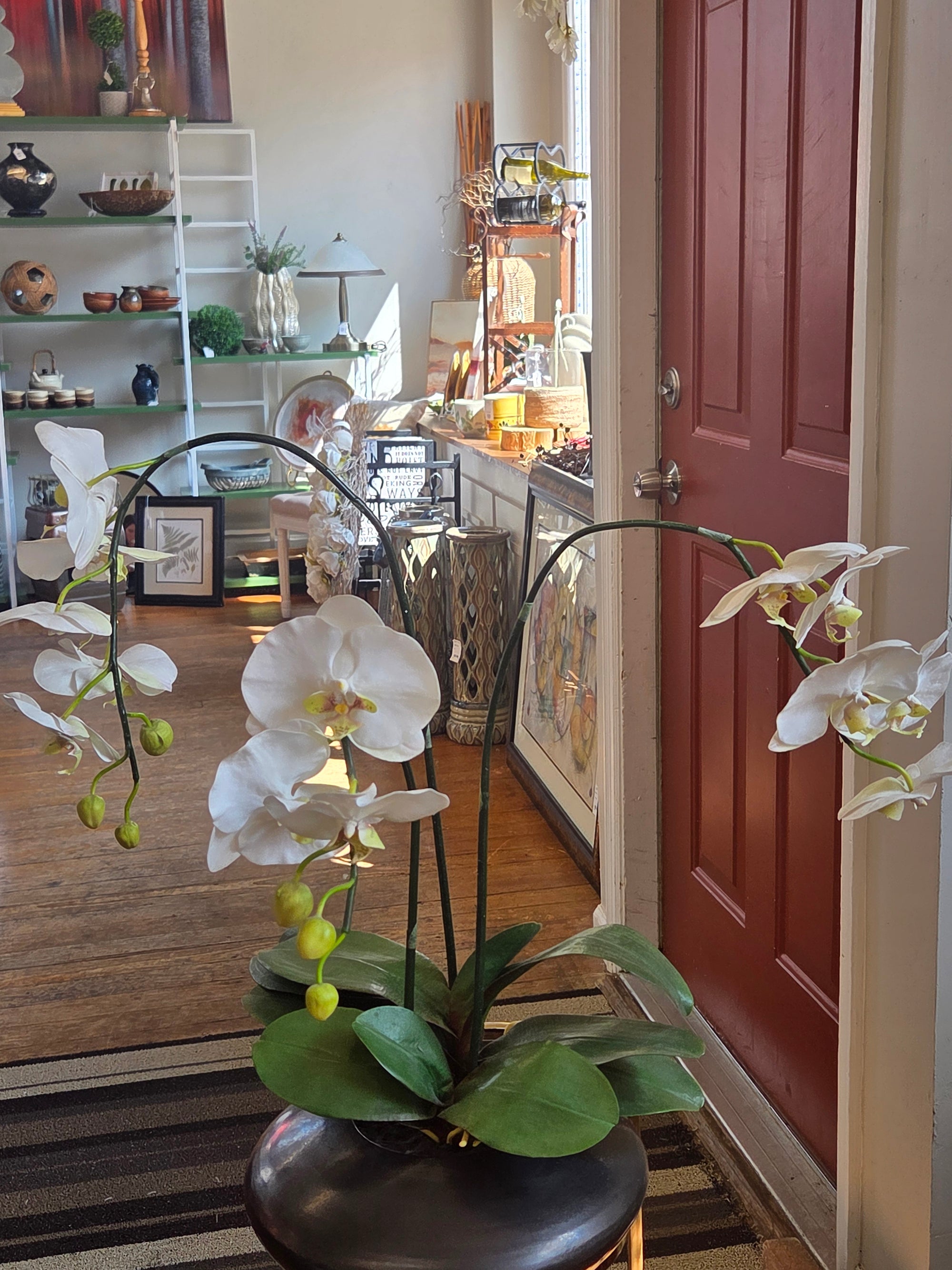 Orchids