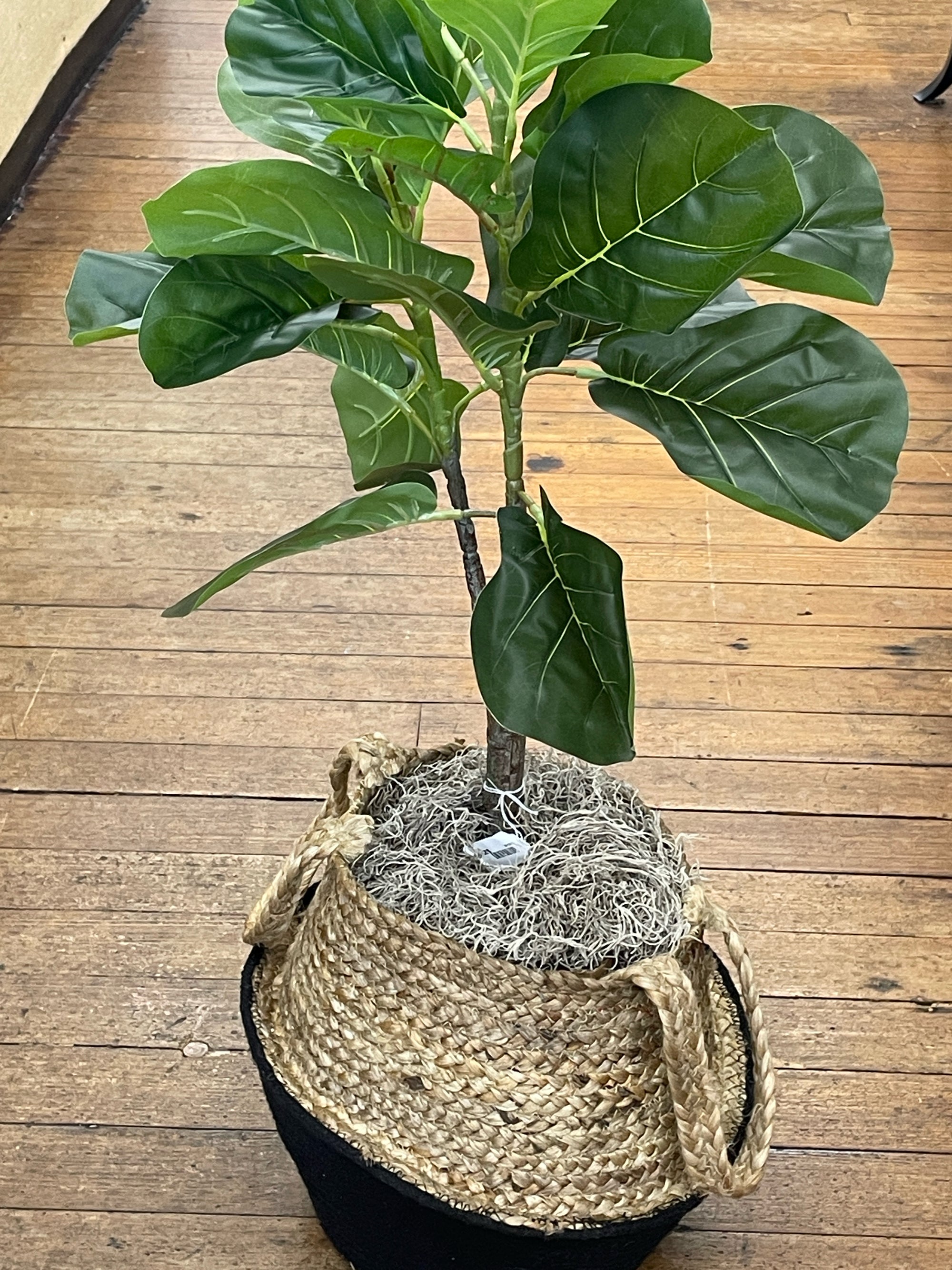 Tree in Basket