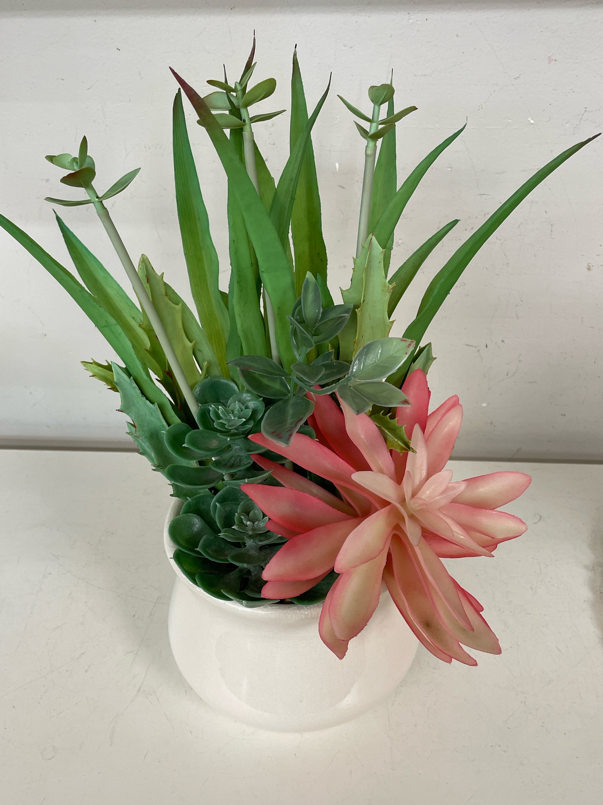 Succulents in Planter