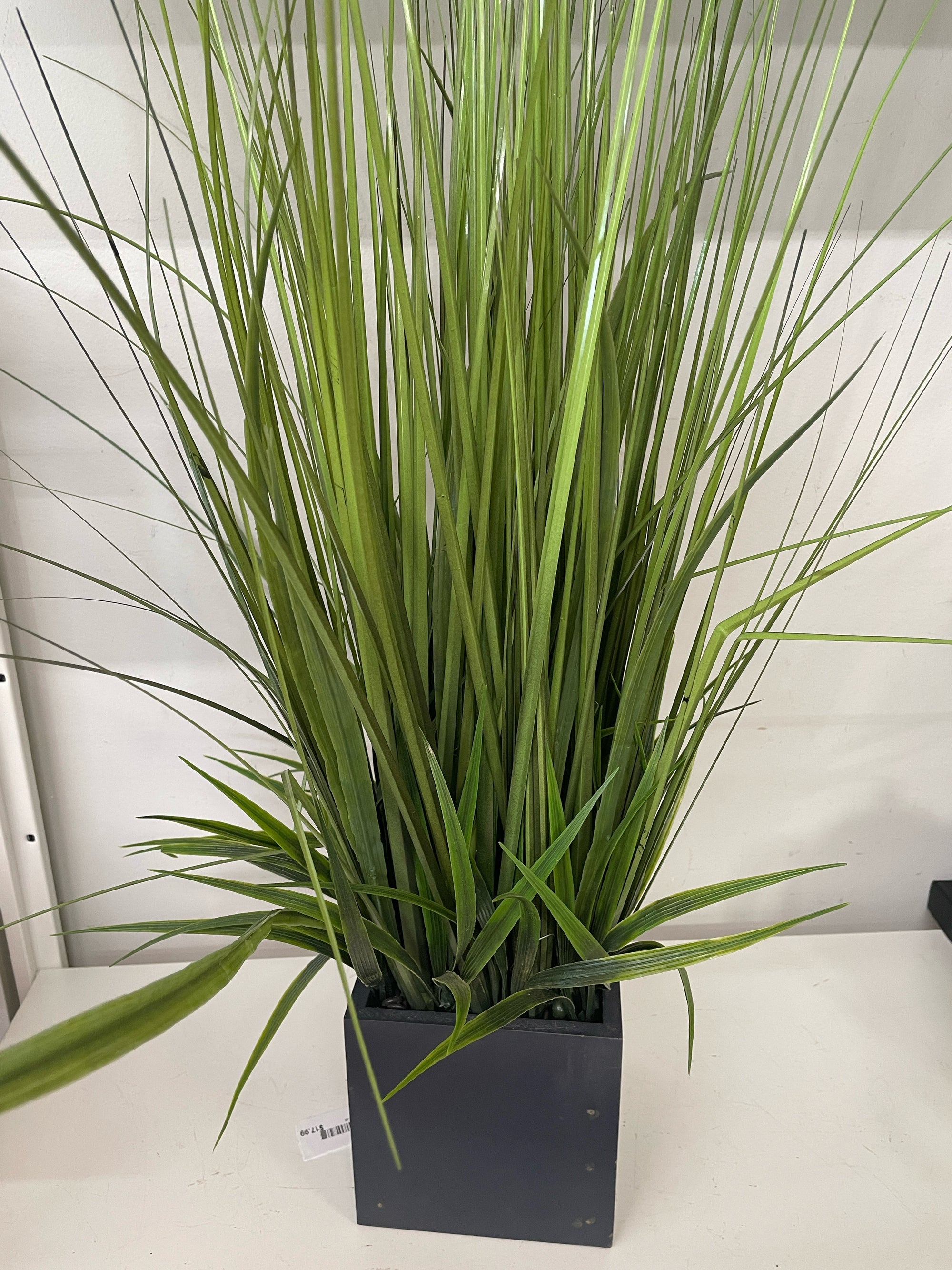 Grasses in Planter