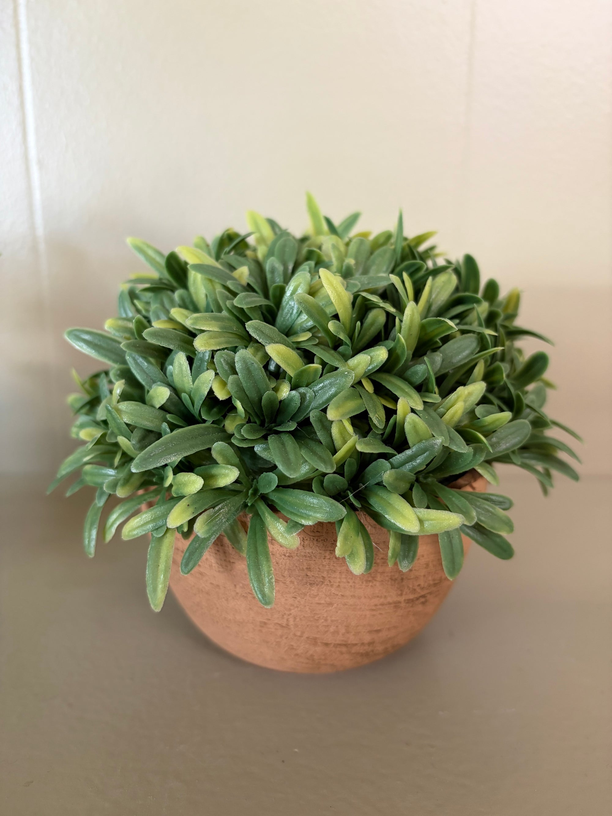 Plant