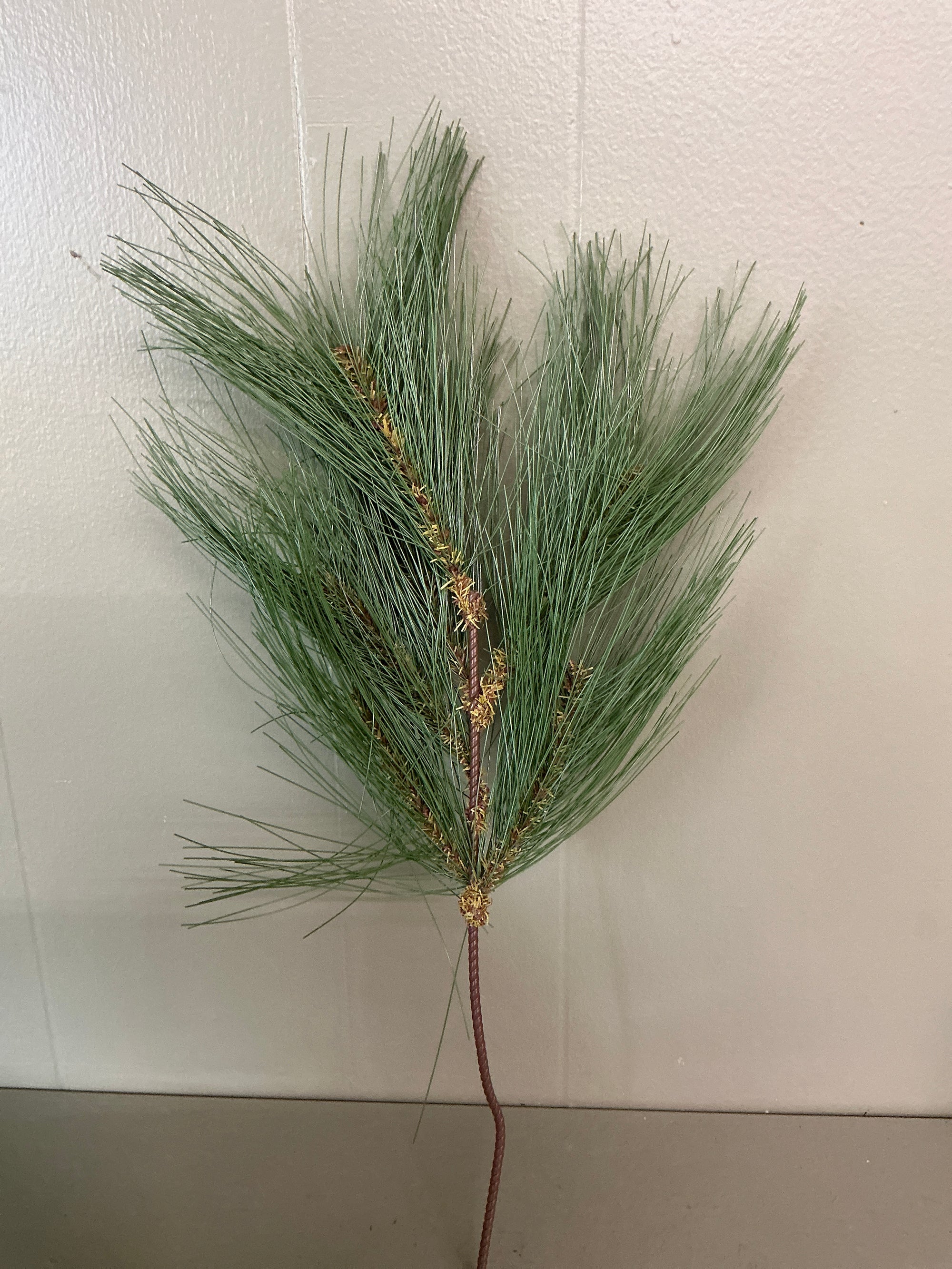 Pine Branch